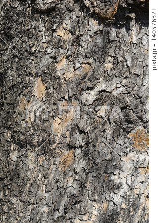 Common catalpa 140576321