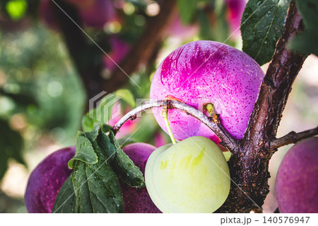 Plums hanging on branch, one green, others purple, with leaves Plums hanging on branch, one green, others purple, with leaves 140576947