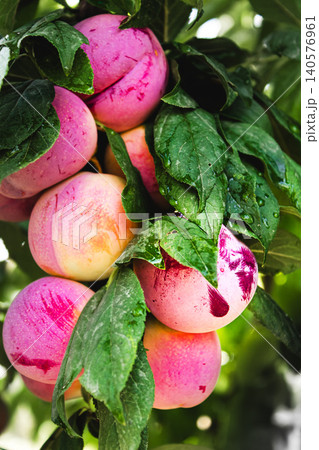 Cluster of plums growing on tree 140576961
