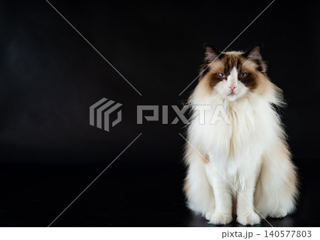 Beautiful blue eyed Ragdoll cat in studio lighting Beautiful blue eyed Ragdoll cat in studio lighting 140577803