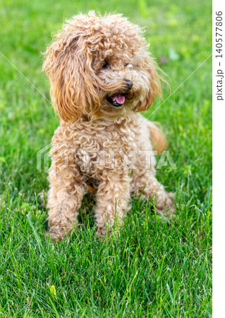 fluffy apricot maltipoo with expressive eyes outdoors fluffy apricot maltipoo with expressive eyes outdoors 140577806