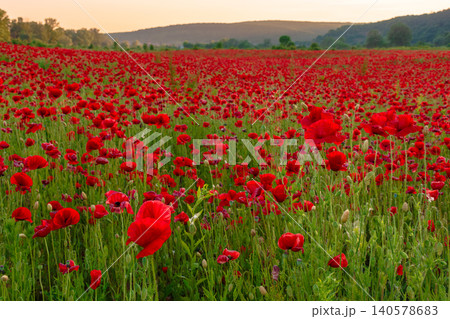 red poppy field at dusk. countryside summer landscape of transcarpathia. red blooming flowers in the rural valley red poppy field at dusk. countryside summer landscape of transcarpathia. red blooming flowers in the rural valley 140578683