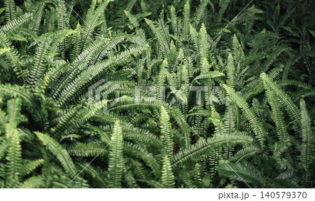 Lush green ferns densely populate the forest floor, showcasing a variety of leaf shapes and textures in a natural woodland environment Lush green ferns densely populate the forest floor, showcasing a variety of leaf shapes and textures in a natural woodland environment 140579370