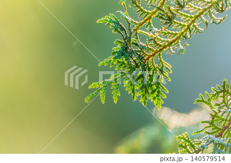 Thuja branches close-up. Thuja branch background 140579514