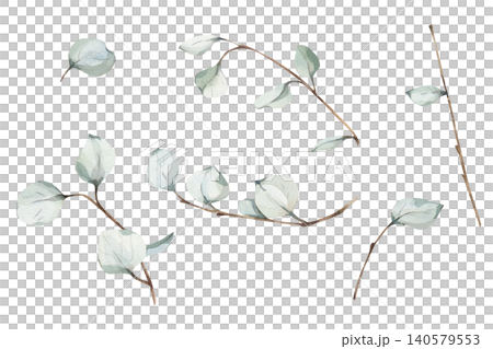 Delicate set watercolor eucalyptus branches and leaves collection, soft sage green botanical elements isolated on white background for wedding invitations and rustic floral designs, packaging 140579553