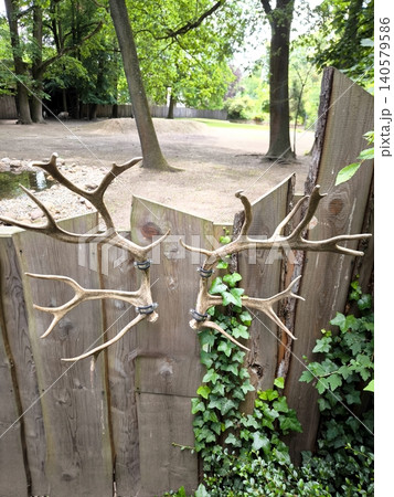 A wooden fence decorated with deer antlers at the zoo. A wooden fence decorated with deer antlers at the zoo. 140579586