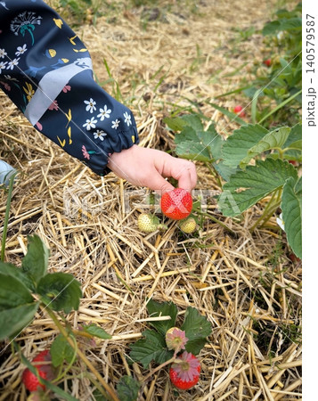 A child's hand is picking strawberries from a garden bed. 140579587