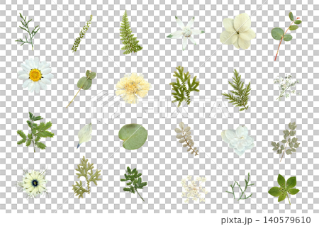 Pressed flower greenery and white flower material set (transparent) Pressed flower greenery and white flower material set (transparent) 140579610