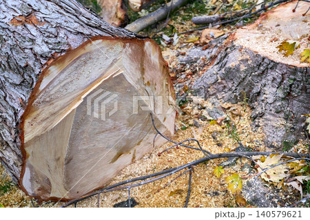 Lumberjack.Stump of felled tree after sawing during land clearing 140579621