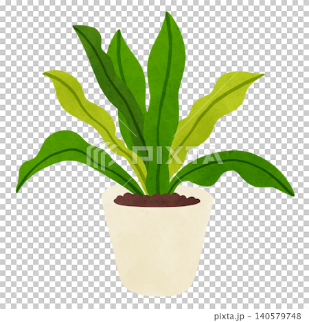 Asplenium in a pot - watercolor-style hand-drawn illustration Asplenium in a pot - watercolor-style hand-drawn illustration 140579748