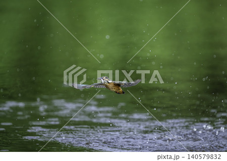 水辺のカワセミ 水辺のカワセミ 140579832