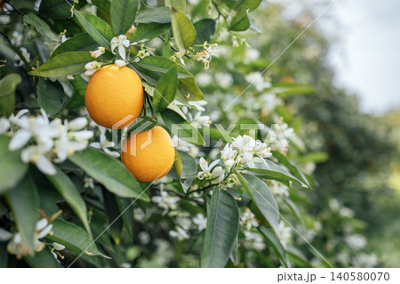 Vibrant oranges hanging from lush green leaves amidst delicate white blossoms, showcasing the beauty of nature and the bounty of a fruitful orchard in a serene environment 140580070