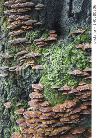 苔の生えた木 苔の生えた木 140580206