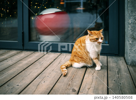 Ginger cat with white paws sitting on wooden deck in front of glass door, colorful round object visible in the background, warm lighting enhances the scene Ginger cat with white paws sitting on wooden deck in front of glass door, colorful round object visible in the background, warm lighting enhances the scene 140580508
