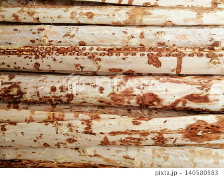 texture of wooden logs peeled from bark with characteristic brown spots and traces of knots texture of wooden logs peeled from bark with characteristic brown spots and traces of knots 140580583