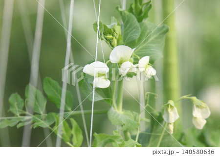 風に揺れるエンドウ豆の花 風に揺れるエンドウ豆の花 140580636