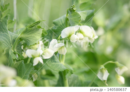 風に揺れるエンドウ豆の花 140580637