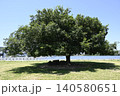 河川敷に生えるエノキ 140580651