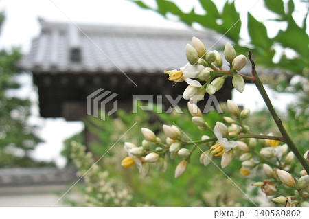 植物と吞嶺山明王院安養寺(2013.6.23) 真言宗豊山派の寺院 5月30日に過去3番目に早い梅雨 植物と吞嶺山明王院安養寺(2013.6.23) 真言宗豊山派の寺院 5月30日に過去3番目に早い梅雨 140580802