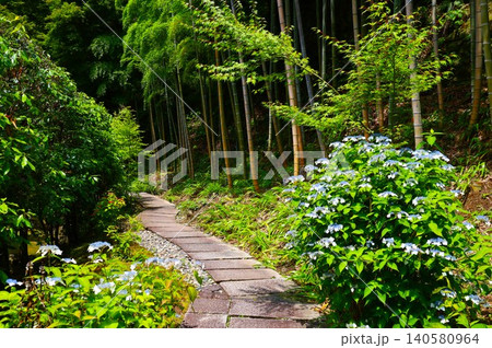紫陽花と竹林の庭園(北鎌倉の長寿寺の境内) 紫陽花と竹林の庭園(北鎌倉の長寿寺の境内) 140580964
