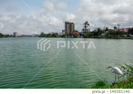 white heron standing at edge of lake searching for fish on surface of water. Torres, RS, Brazil white heron standing at edge of lake searching for fish on surface of water. Torres, RS, Brazil 140581140