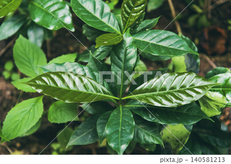 Fresh coffee bean green leaf bush berry plant arabica garden. Agriculture Green coffee tree growing berry bean plant. Coffee tree farm growth in eco organic garden. fresh nature farm Fresh coffee bean green leaf bush berry plant arabica garden. Agriculture Green coffee tree growing berry bean plant. Coffee tree farm growth in eco organic garden. fresh nature farm 140581213