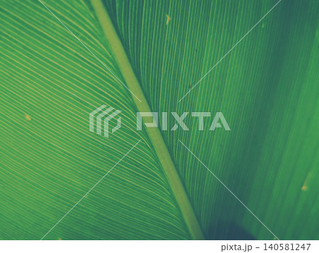 Green leaf background textures ecology garden on tropical rain forest jungle banana leaves palm tree. Greenery bright nature abstract pattern design element. Green eco environment system concept. 140581247