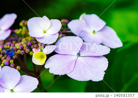 美しい色彩の紫陽花の花 140581357
