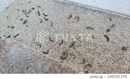 害虫駆除 害虫駆除 140581370