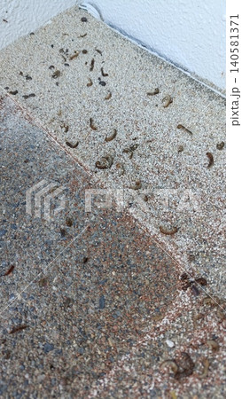 ヤスデの死骸 140581371