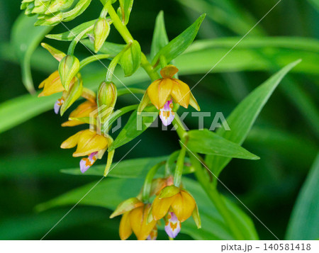 ラン科カキランの開花 ラン科カキランの開花 140581418
