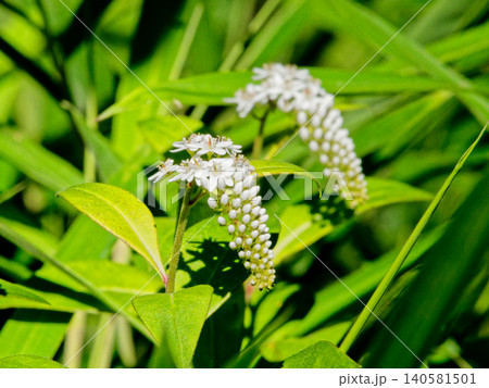 サクラソウ科オカトラノオの花穂 140581501