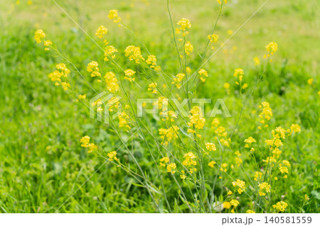 春の柔らかな光に包まれるかわいい黄色の菜の花|春の背景素材 春の柔らかな光に包まれるかわいい黄色の菜の花|春の背景素材 140581559