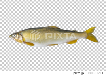 一張透明背景的香魚圖（png格式） 140581711