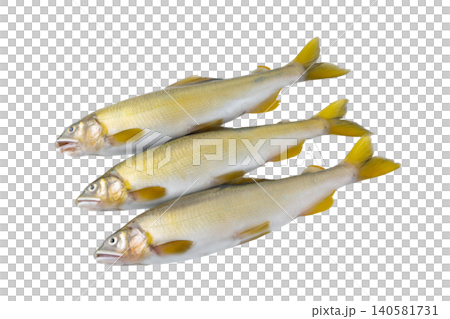透明背景的香魚（png） 140581731