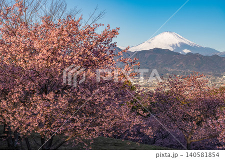 おおいゆめの里の河津桜と夜明けの富士山 おおいゆめの里の河津桜と夜明けの富士山 140581854