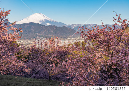 おおいゆめの里の河津桜と夜明けの富士山 140581855