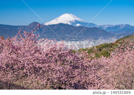 おおいゆめの里の河津桜と夜明けの富士山 おおいゆめの里の河津桜と夜明けの富士山 140581869
