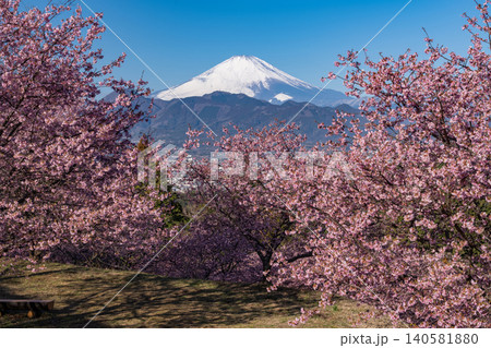 おおいゆめの里の河津桜と夜明けの富士山 140581880