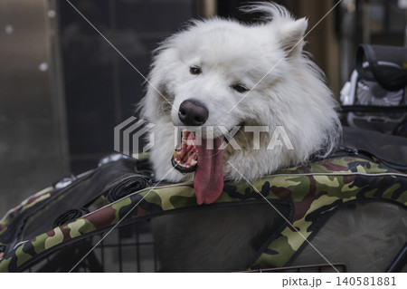 ペットカートから顔を出して舌を出す白い犬 140581881