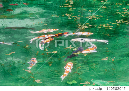 モネの池・絵画のような風景(岐阜県・関市) モネの池・絵画のような風景(岐阜県・関市) 140582045