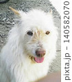 白い犬 140582070