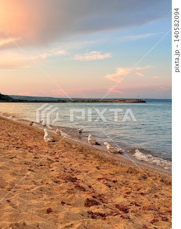 A group of seagulls standing and walking on the golden sand at the water's edge on a beach during a beautiful pastel sunset. A group of seagulls standing and walking on the golden sand at the water's edge on a beach during a beautiful pastel sunset. 140582094