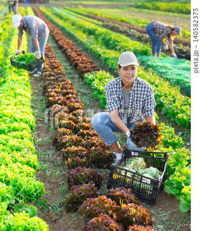 Young woman harvesting lettuce in field Young woman harvesting lettuce in field 140582375