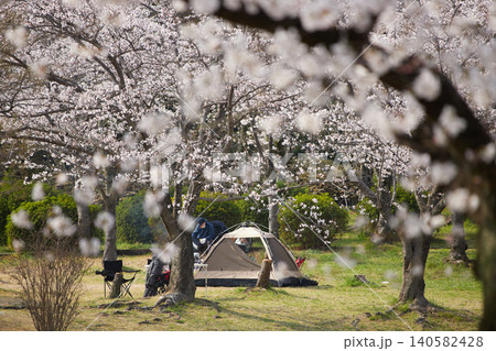桜満開の公園で花見する人のテントの様子	 140582428