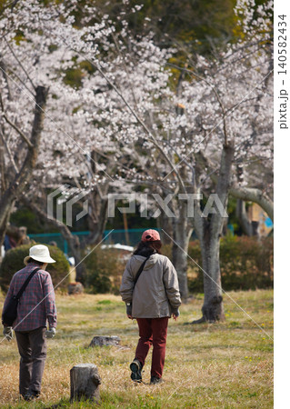 春の桜満開の公園で散歩する中年女性 春の桜満開の公園で散歩する中年女性 140582434