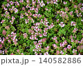 イブキジャコウソウ Japanese thyme イブキジャコウソウ Japanese thyme 140582886