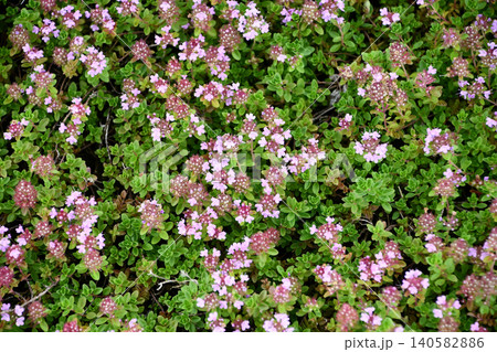 イブキジャコウソウ Japanese thyme イブキジャコウソウ Japanese thyme 140582886