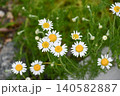 ローマカミツレ Roman chamomile ローマカミツレ Roman chamomile 140582887