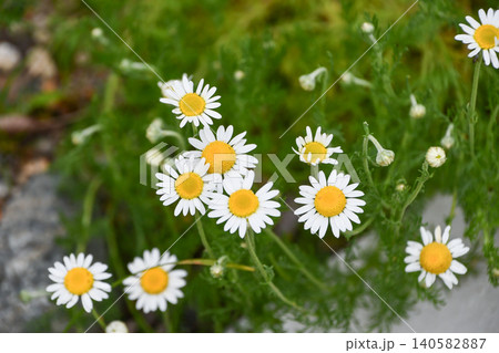 ローマカミツレ　Roman chamomile 140582887